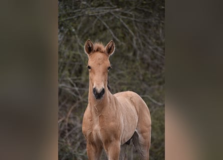 PRE, Hengst, Veulen (03/2026), 162 cm, Buckskin