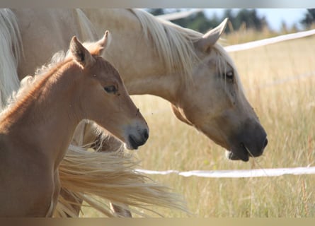 PRE, Hengst, Veulen (06/2026), 164 cm, Palomino