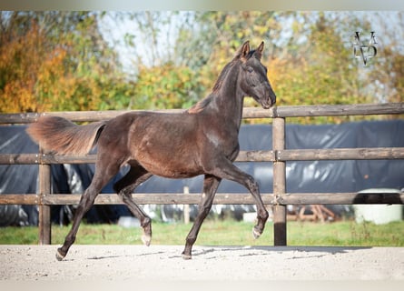 PRE, Hengst, Veulen (03/2025), 168 cm, Zwart