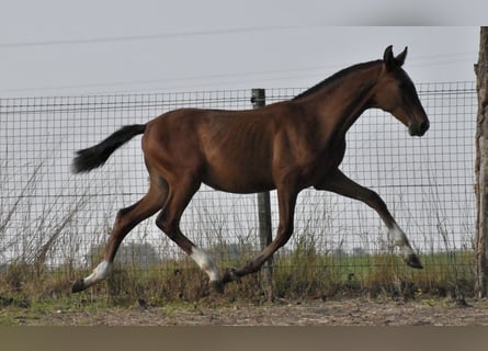 PRE, Hengst, Veulen (03/2025), Bruin