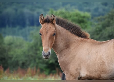 PRE, Hengst, veulen (04/2024), Bruin