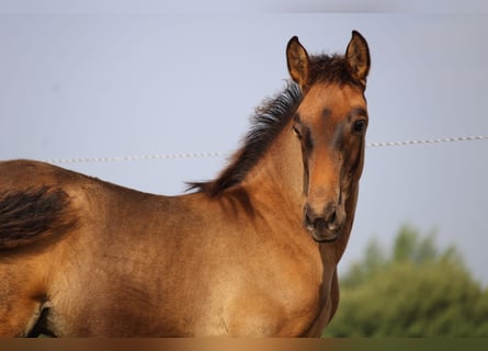 PRE, Hengst, Veulen (05/2025), Donkerbruin