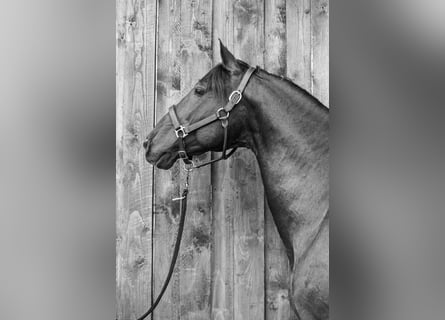 PRE, Hengst, 19 Jaar, 156 cm, Zwart