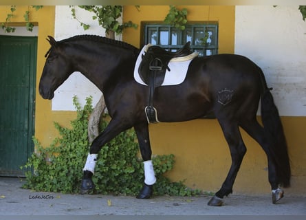 PRE, Hengst, 9 Jaar, 175 cm, Zwart