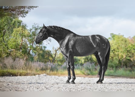PRE, Hengst, 5 Jaar, 175 cm, Zwart