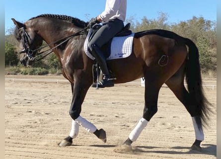 PRE Blandning, Hingst, 10 år, 165 cm, Brun