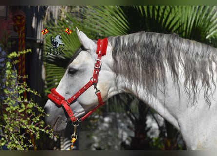 PRE, Hingst, 10 år, 166 cm, Grå