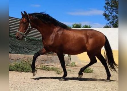 PRE Blandning, Hingst, 11 år, 163 cm, Brun