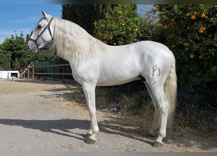 PRE, Hingst, 11 år, 164 cm, Grå