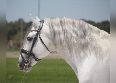 PRE, Hingst, 12 år, 164 cm, Grå