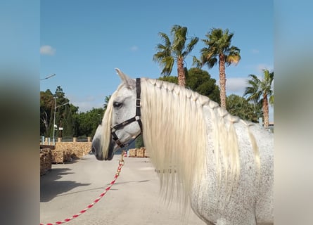 PRE, Hingst, 12 år, 166 cm, Grå-flugskimmel