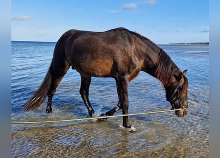 PRE Blandning, Hingst, 15 år, 158 cm, Mörkbrun