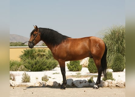 PRE, Hingst, 15 år, 166 cm, Brun