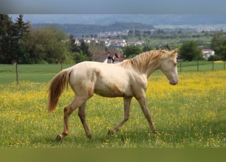 PRE Blandning, Hingst, 1 år, 159 cm, Perlino