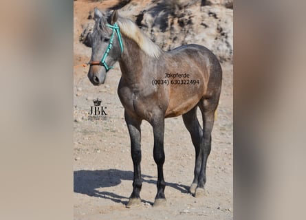 PRE Blandning, Hingst, 1 år, 163 cm, Braunfalbschimmel