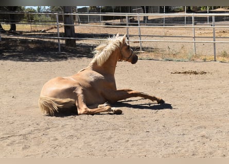 PRE, Hingst, 1 år, 166 cm, Palomino