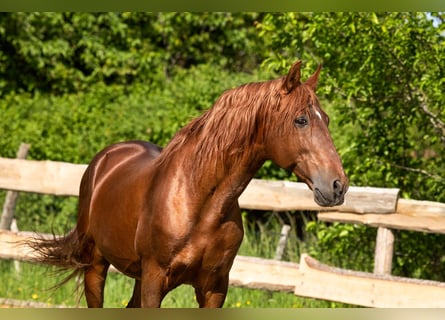 PRE, Hingst, 23 år, 156 cm, fux