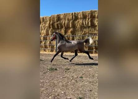 PRE, Hingst, 2 år, 156 cm, Grå-röd-brun