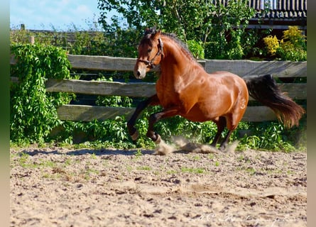 PRE Blandning, Hingst, 2 år, 158 cm, Ljusbrun