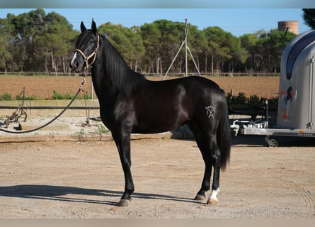 PRE Blandning, Hingst, 2 år, 159 cm, Svart