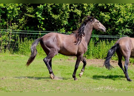 PRE, Hingst, 2 år, 160 cm, Grå