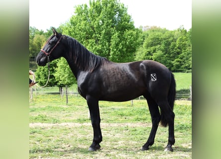 PRE, Hingst, 2 år, 160 cm, Svart