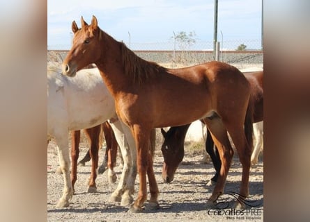 PRE, Hingst, 2 år, 163 cm, fux