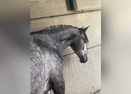 PRE Blandning, Hingst, 2 år, 165 cm, Grå