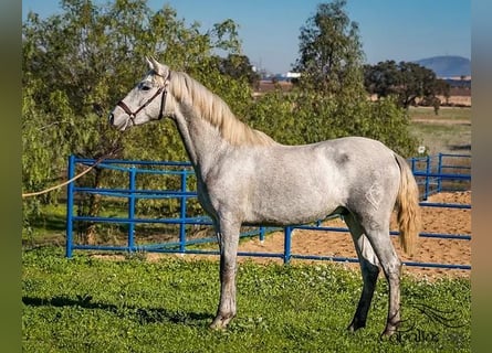 PRE Blandning, Hingst, 2 år, Grå