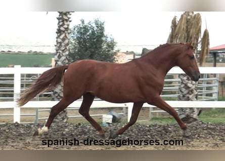 PRE Blandning, Hingst, 3 år, 155 cm, fux