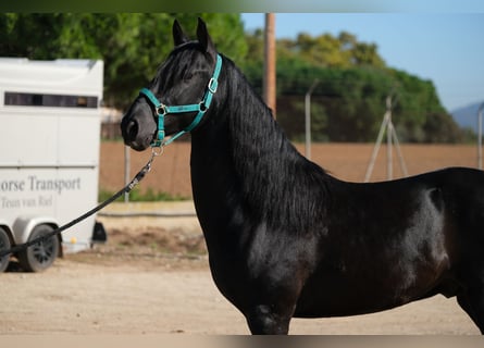 PRE Blandning, Hingst, 3 år, 155 cm, Svart