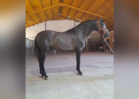 PRE Blandning, Hingst, 3 år, 157 cm, Grå