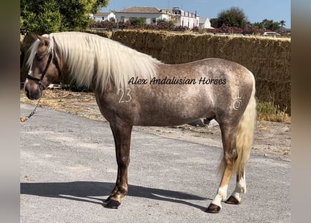 PRE Blandning, Hingst, 3 år, 157 cm, Palomino