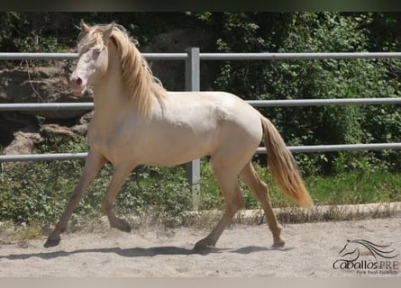 PRE, Hingst, 3 år, 158 cm, Perlino