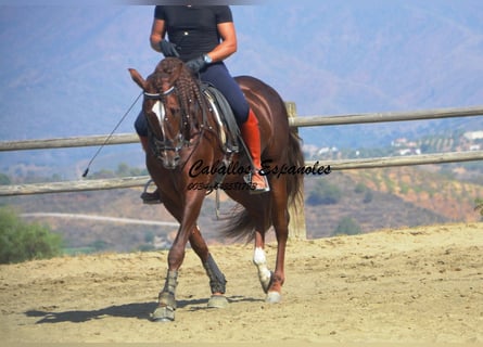 PRE, Hengst, 3 Jahre, 159 cm, Fuchs