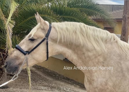 PRE Blandning, Hingst, 3 år, 159 cm, Palomino