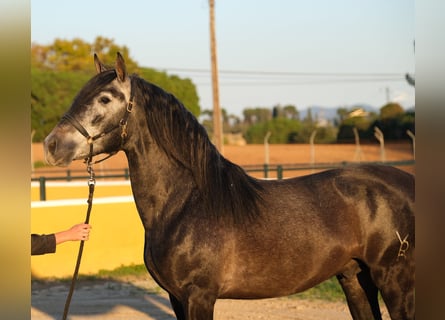 PRE Blandning, Hingst, 3 år, 160 cm, Gråskimmel