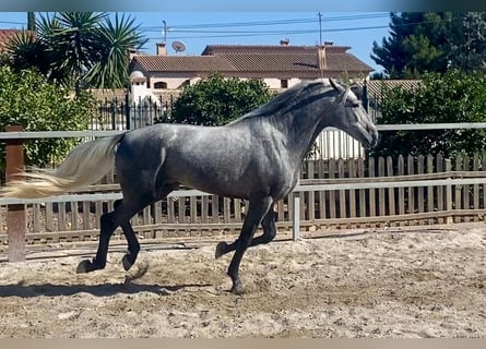 PRE Blandning, Hingst, 3 år, 160 cm, Gråskimmel