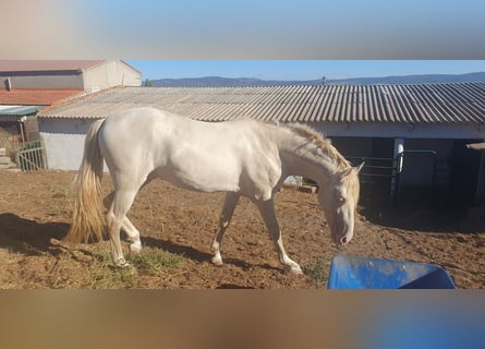 PRE Blandning, Hingst, 3 år, 160 cm, Perlino