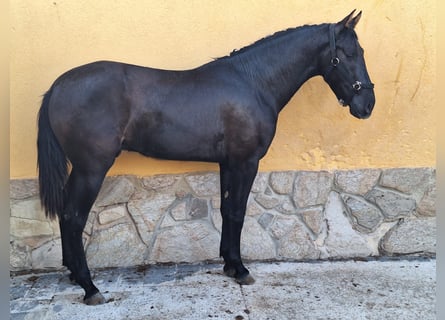 PRE Blandning, Hingst, 3 år, 160 cm, Svart