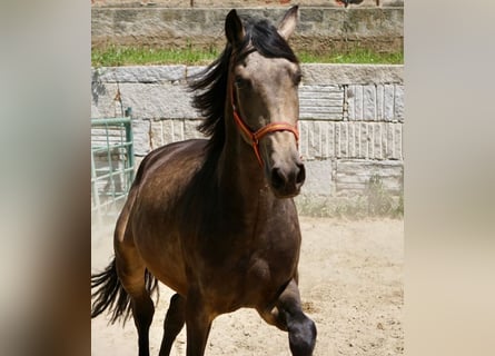 PRE, Hengst, 3 Jahre, 165 cm, Falbe