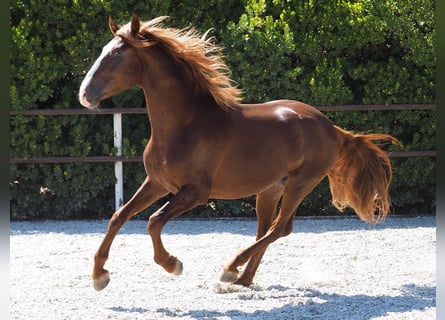 PRE Blandning, Hingst, 3 år, 165 cm, Fux