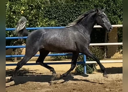 PRE Blandning, Hingst, 3 år, 165 cm, Grå