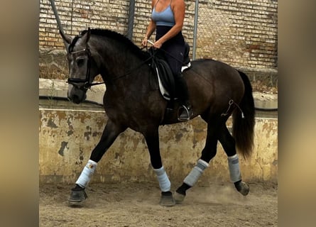 PRE Blandning, Hingst, 3 år, 165 cm, Grå-mörk-brun