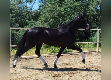 PRE, Hingst, 3 år, 166 cm, Svart