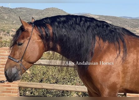 PRE Blandning, Hingst, 3 år, 167 cm, Brun