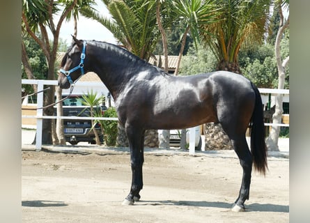 PRE, Hingst, 3 år, 168 cm, Mörkbrun