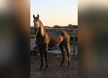 PRE Blandning, Hingst, 3 år, 169 cm, Grå