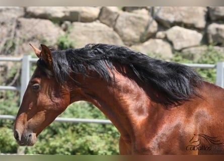 PRE, Hingst, 3 år, 170 cm, Brun