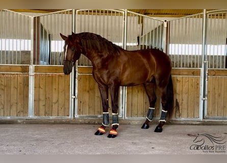 PRE, Hingst, 3 år, 170 cm, fux